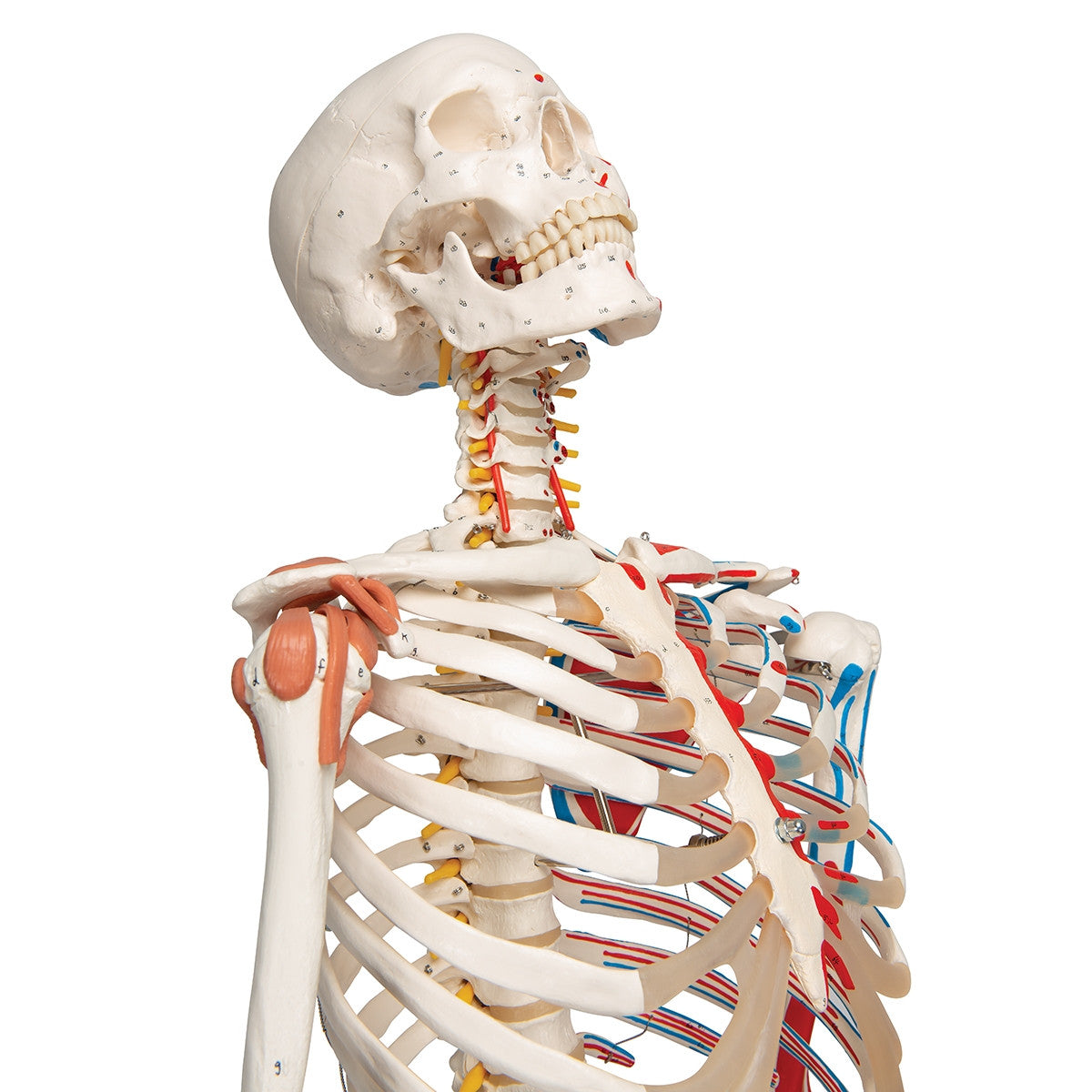 Sam Skeleton Model with Muscles and Ligaments