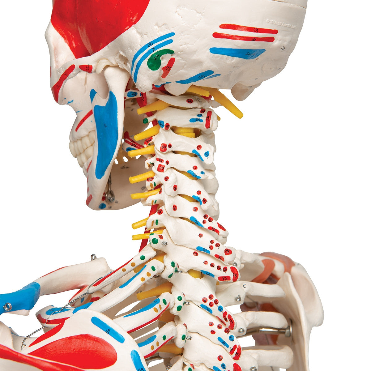 Sam Skeleton Model with Muscles and Ligaments