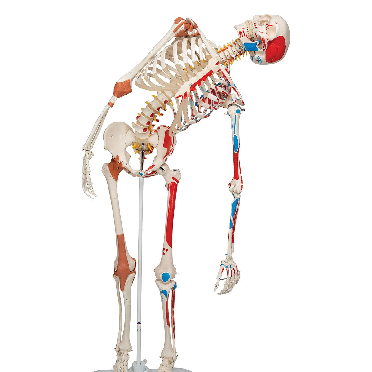 Sam Skeleton Model with Muscles and Ligaments