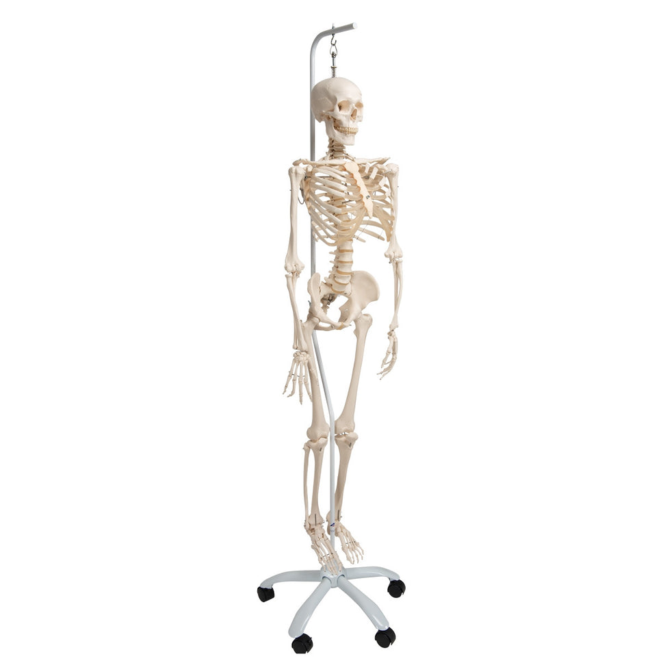 Phil Physiological Skeleton Model on Hanging Stand