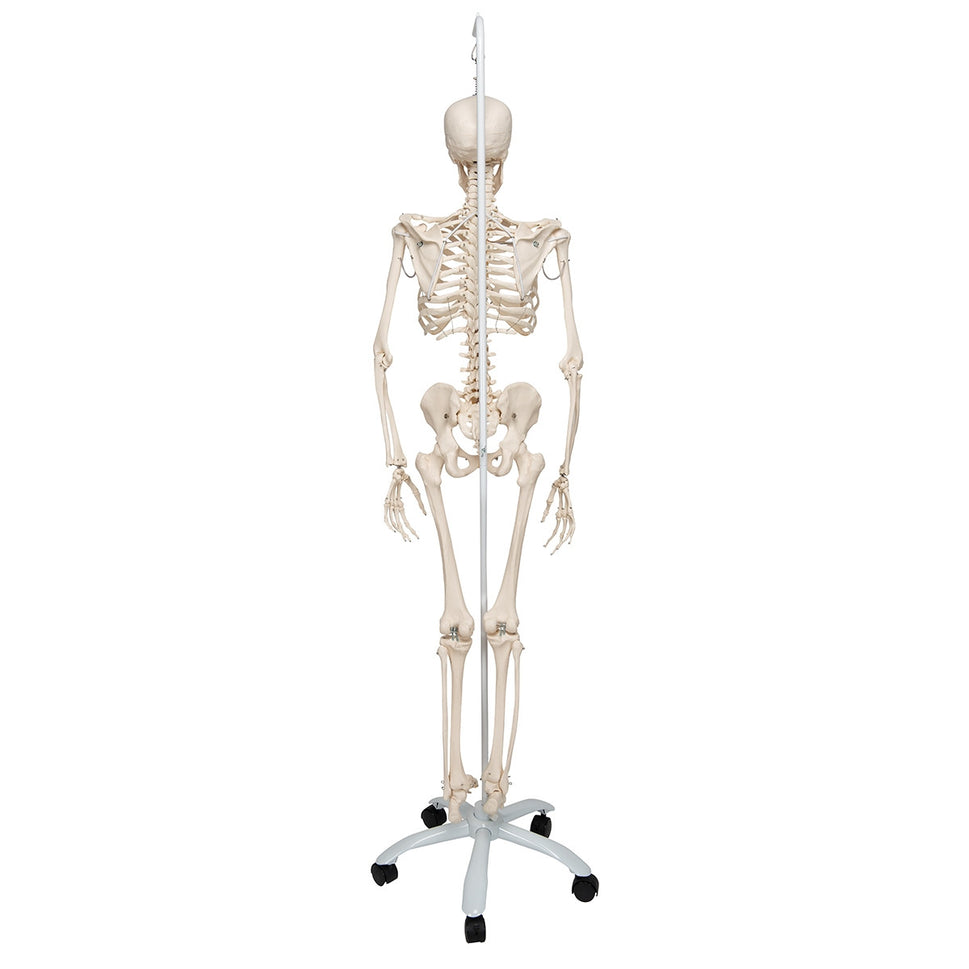 Phil Physiological Skeleton Model on Hanging Stand