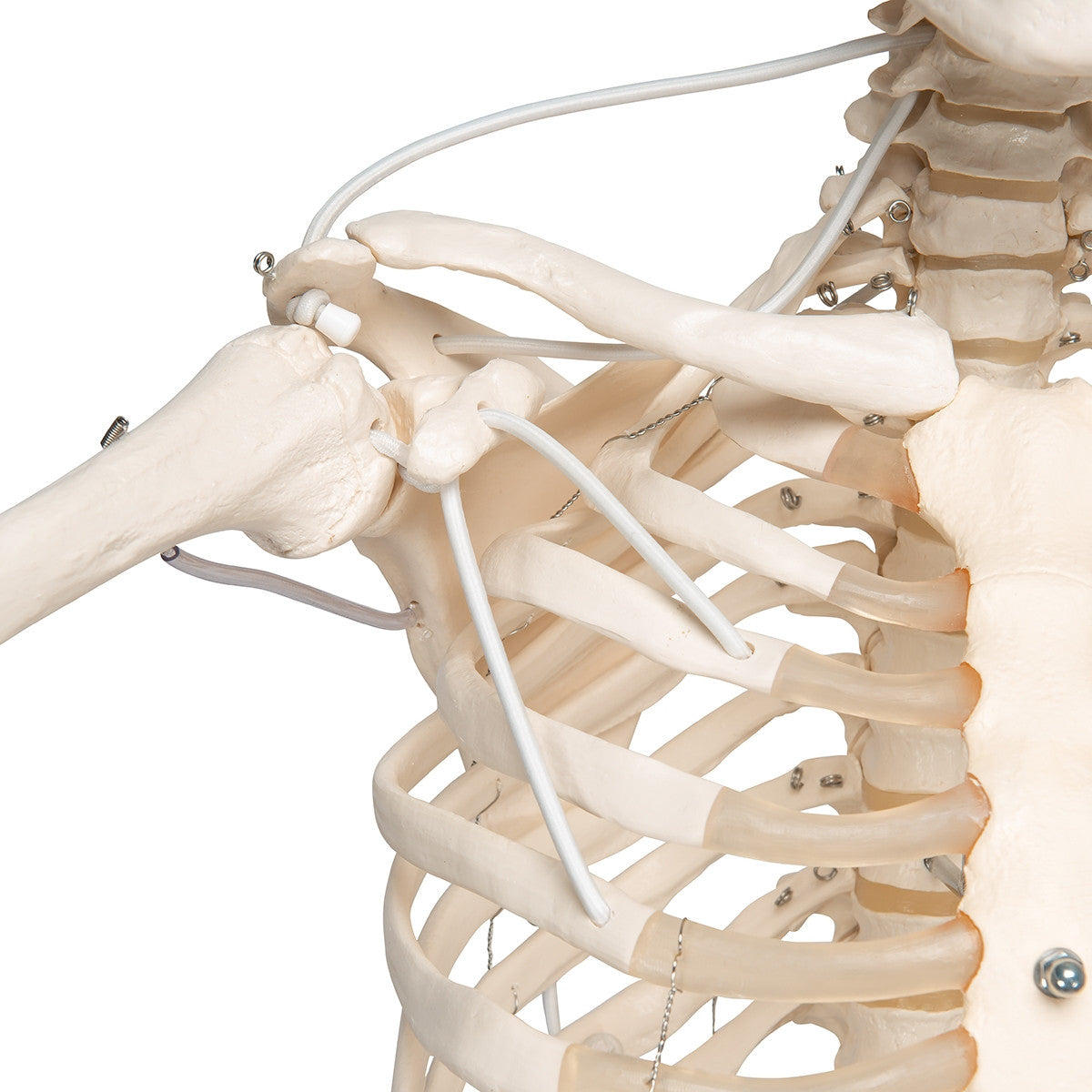 Functional Frank Skeleton Model on Hanging Stand