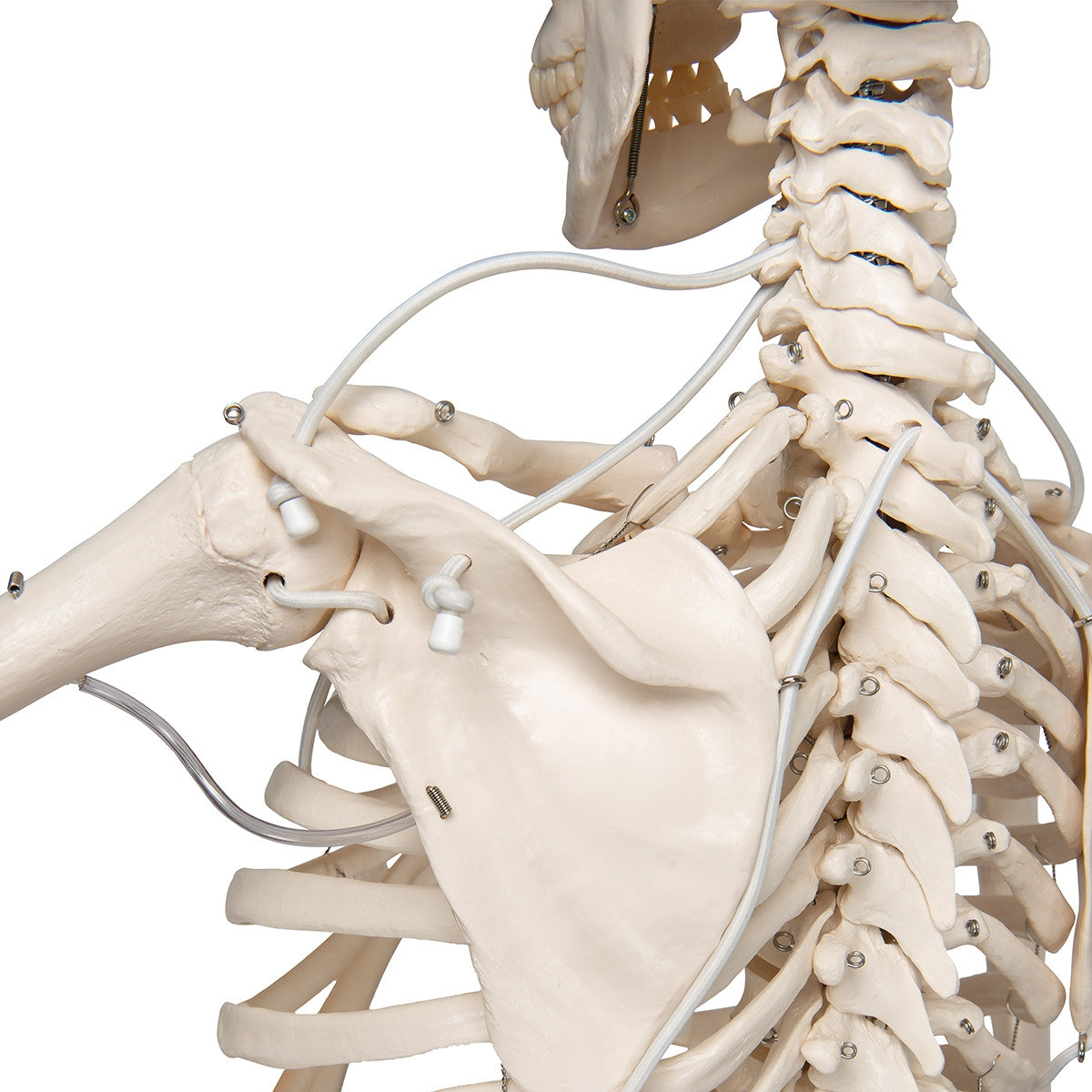 Functional Frank Skeleton Model on Hanging Stand