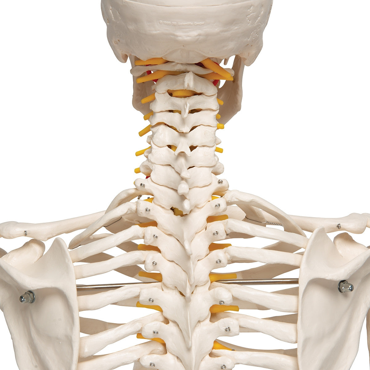 Fred Flexible Skeleton Model