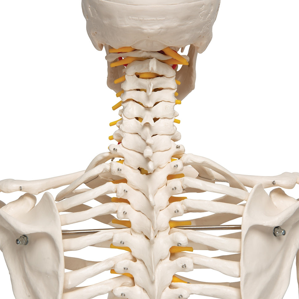 Fred Flexible Skeleton Model