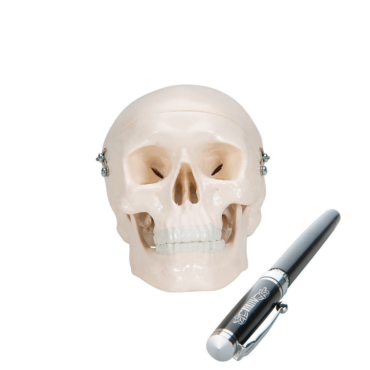 Mini Skull Model (3 part)
