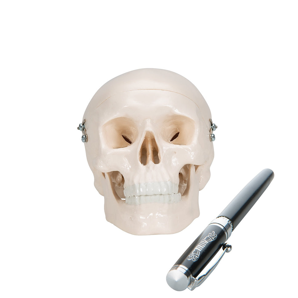 Mini Skull Model (3 part)