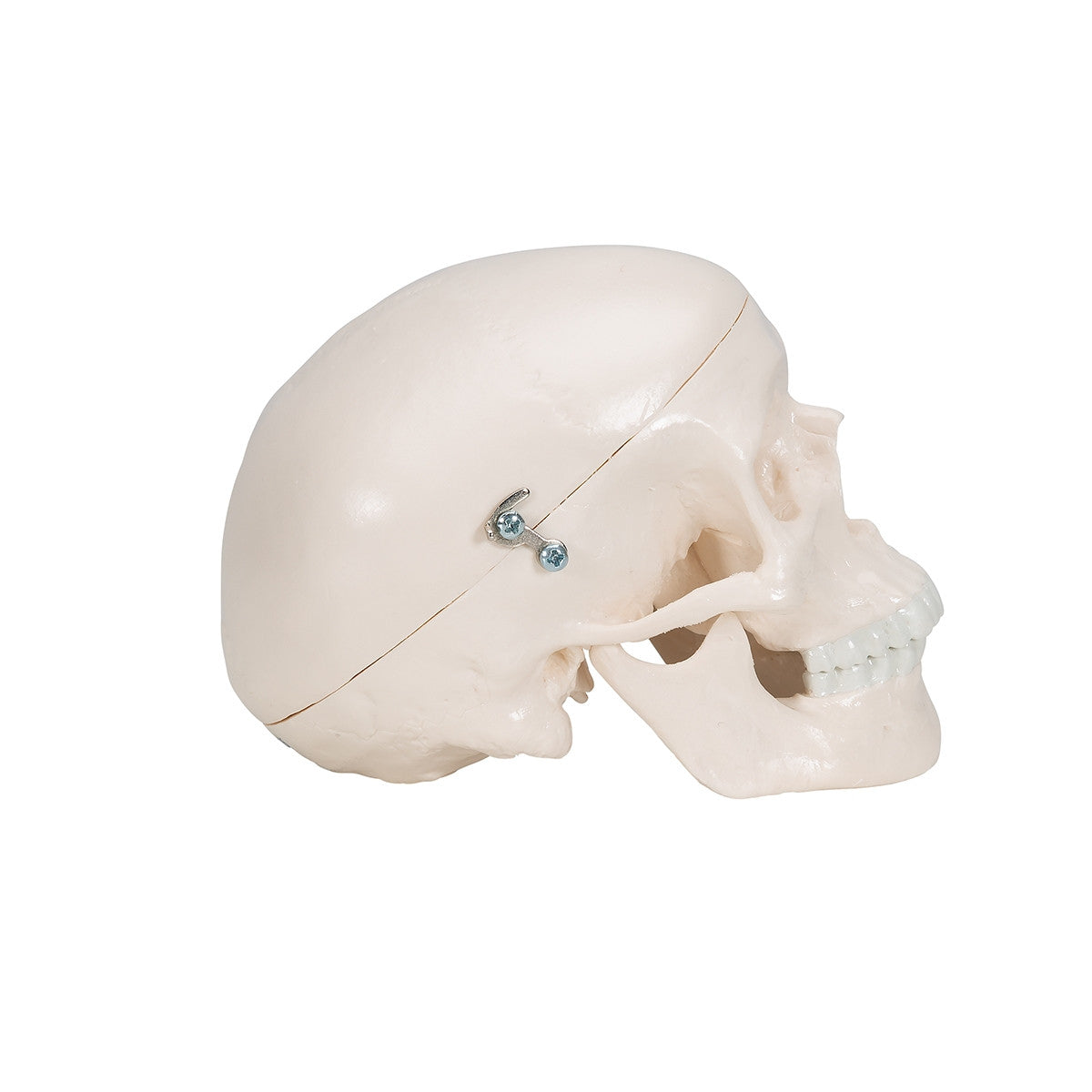 Mini Skull Model (3 part)