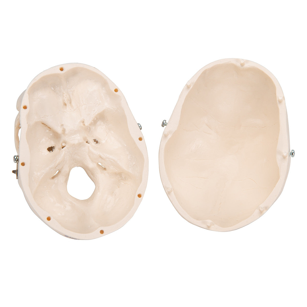 Mini Skull Model (3 part)
