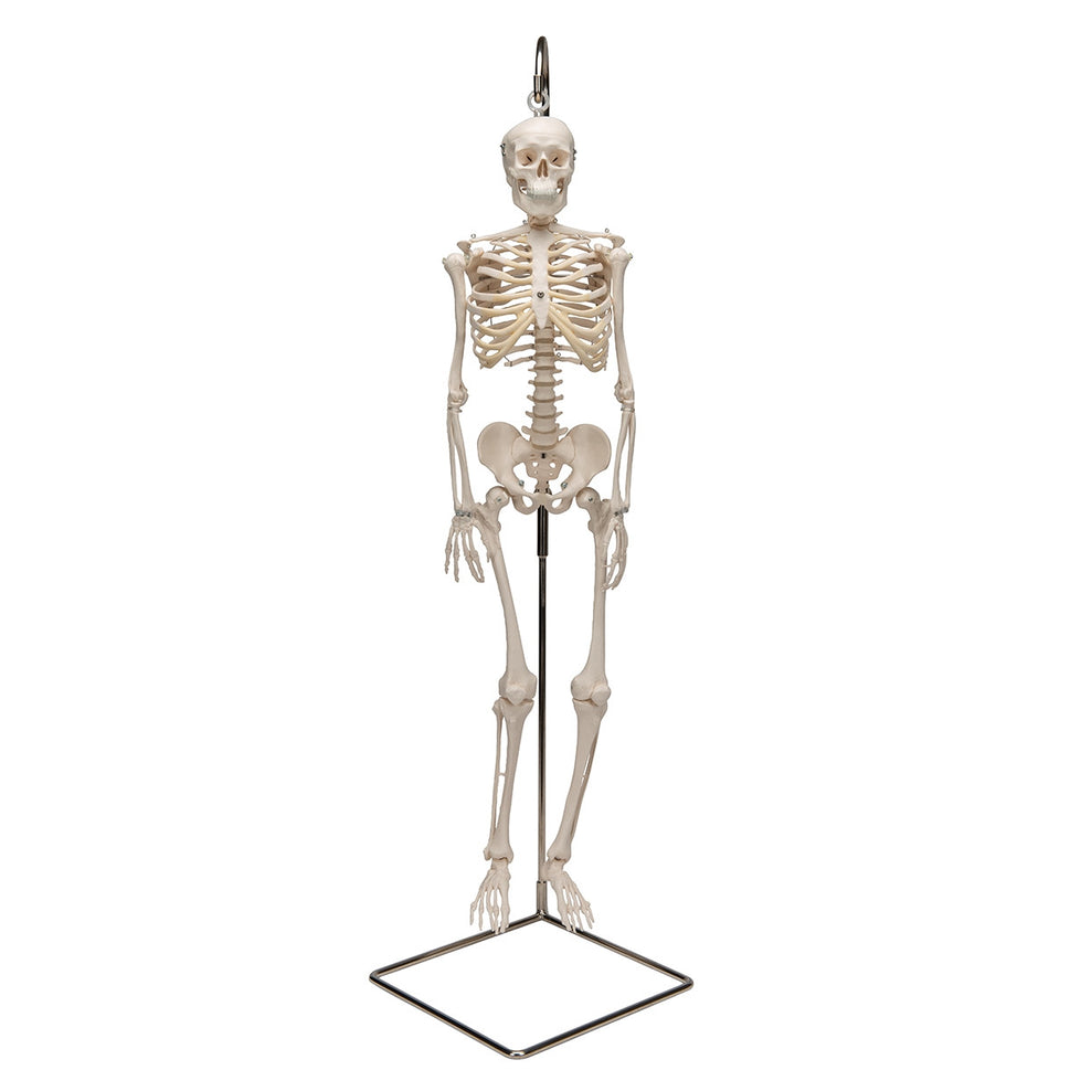 Shorty Mini Skeleton Model on Hanging Stand