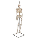 Switch Hanging Shorty Skeleton Model 3B Scientific 1000040 2 image