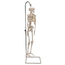 Switch Posterior View of The Hanging Shorty Skeleton Model 3B Scientific 1000040 2 image