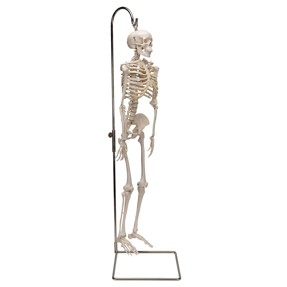Shorty Mini Skeleton Model on Hanging Stand