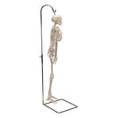 Switch Lateral View of The Hanging Shorty Skeleton Model 3B Scientific 1000040 3 image