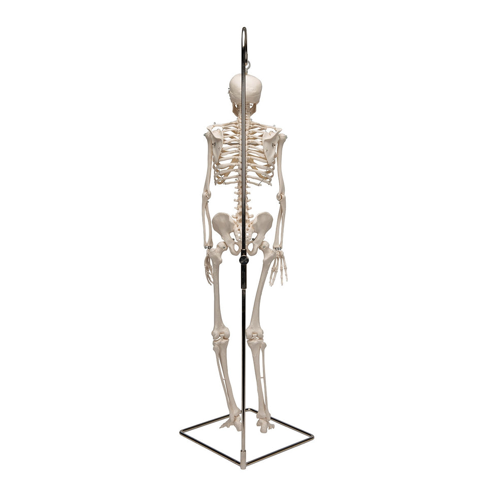 Shorty Mini Skeleton Model on Hanging Stand