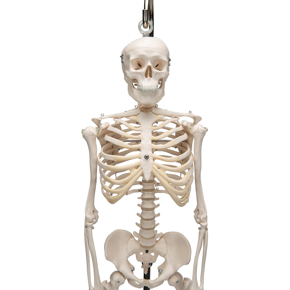 Shorty Mini Skeleton Model on Hanging Stand