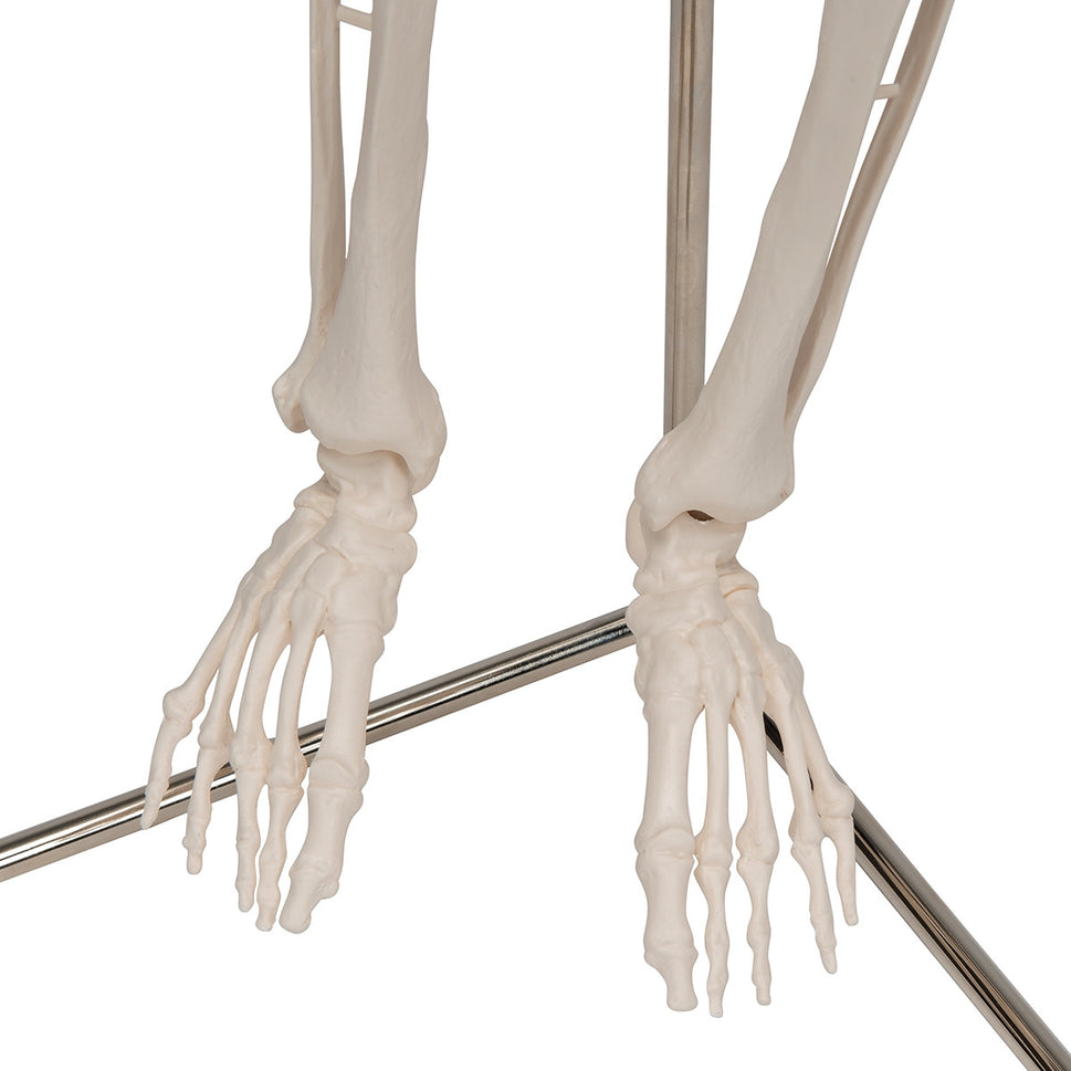 Shorty Mini Skeleton Model on Hanging Stand