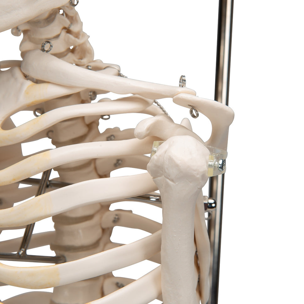 Shorty Mini Skeleton Model on Hanging Stand