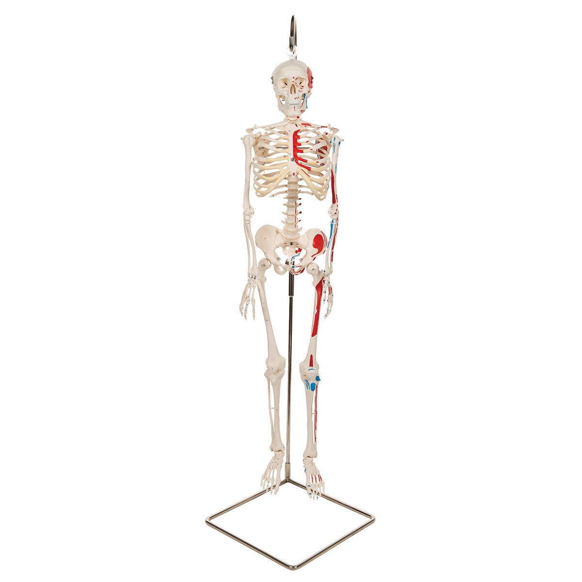 Shorty Mini Skeleton Model with Painted Muscles on Hanging Stand