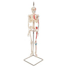 Switch Shorty Mini Skeleton Model with Painted Muscles on Hanging Stand 1000045 2 image