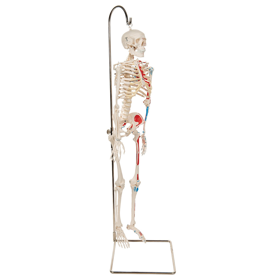 Shorty Mini Skeleton Model with Painted Muscles on Hanging Stand