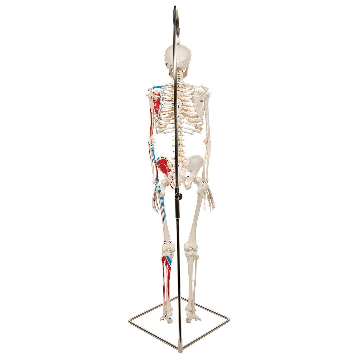 Shorty Mini Skeleton Model with Painted Muscles on Hanging Stand