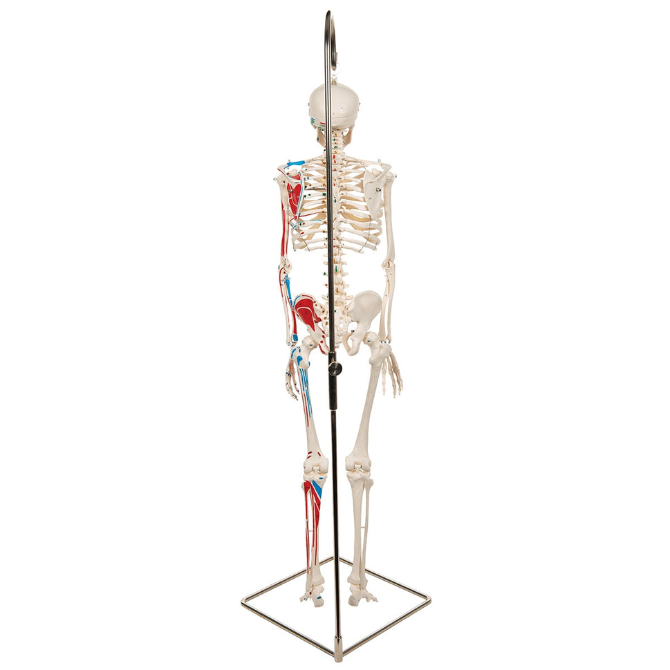 Shorty Mini Skeleton Model with Painted Muscles on Hanging Stand