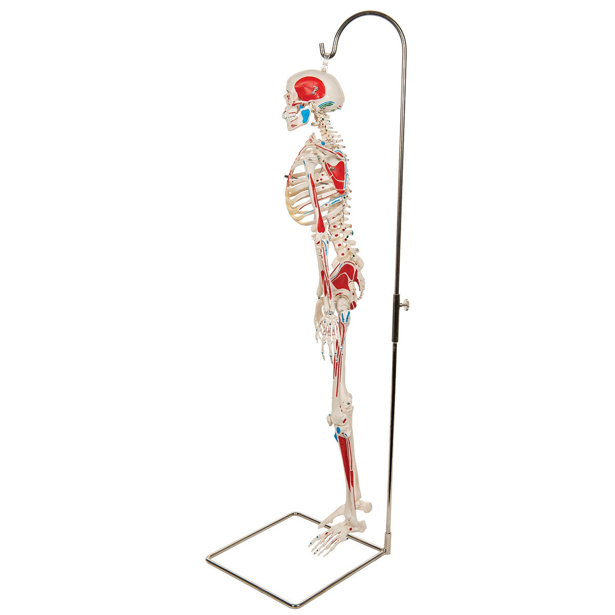 Shorty Mini Skeleton Model with Painted Muscles on Hanging Stand