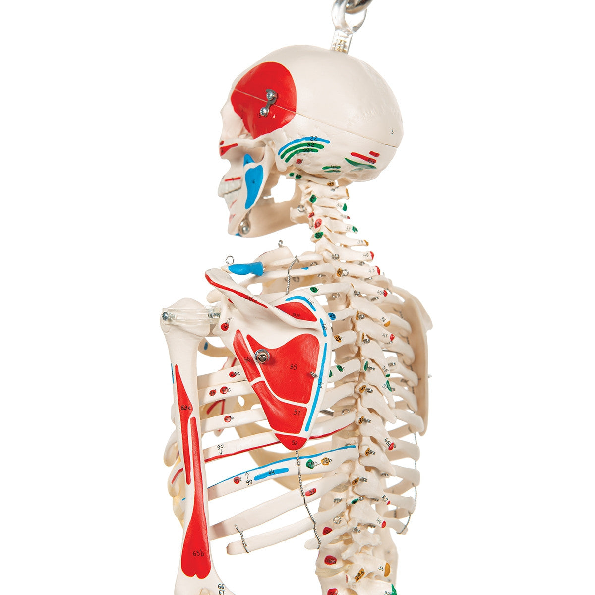 Shorty Mini Skeleton Model with Painted Muscles on Hanging Stand
