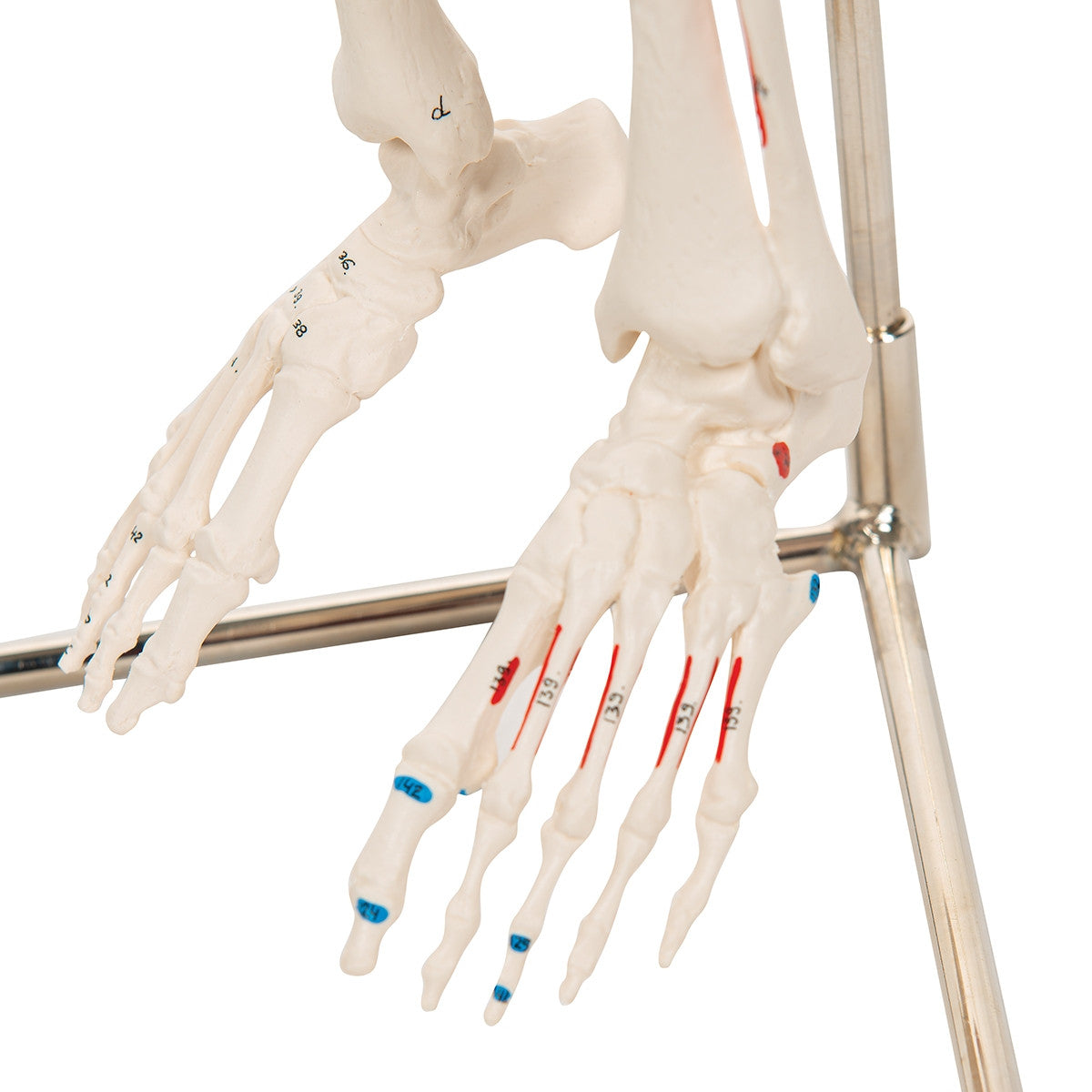 Shorty Mini Skeleton Model with Painted Muscles on Hanging Stand