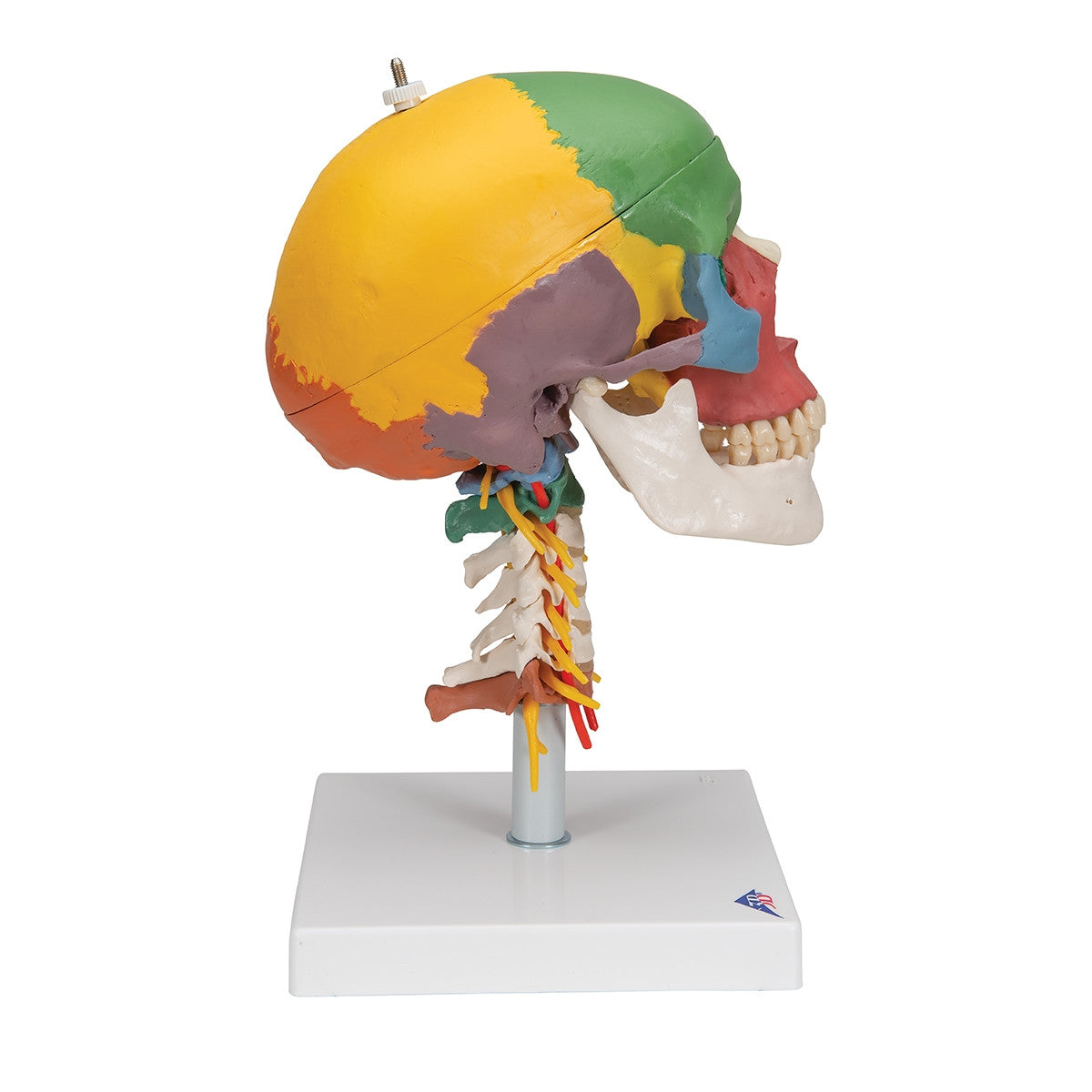 Didactic Skull Model on Cervical Spine (4 part)