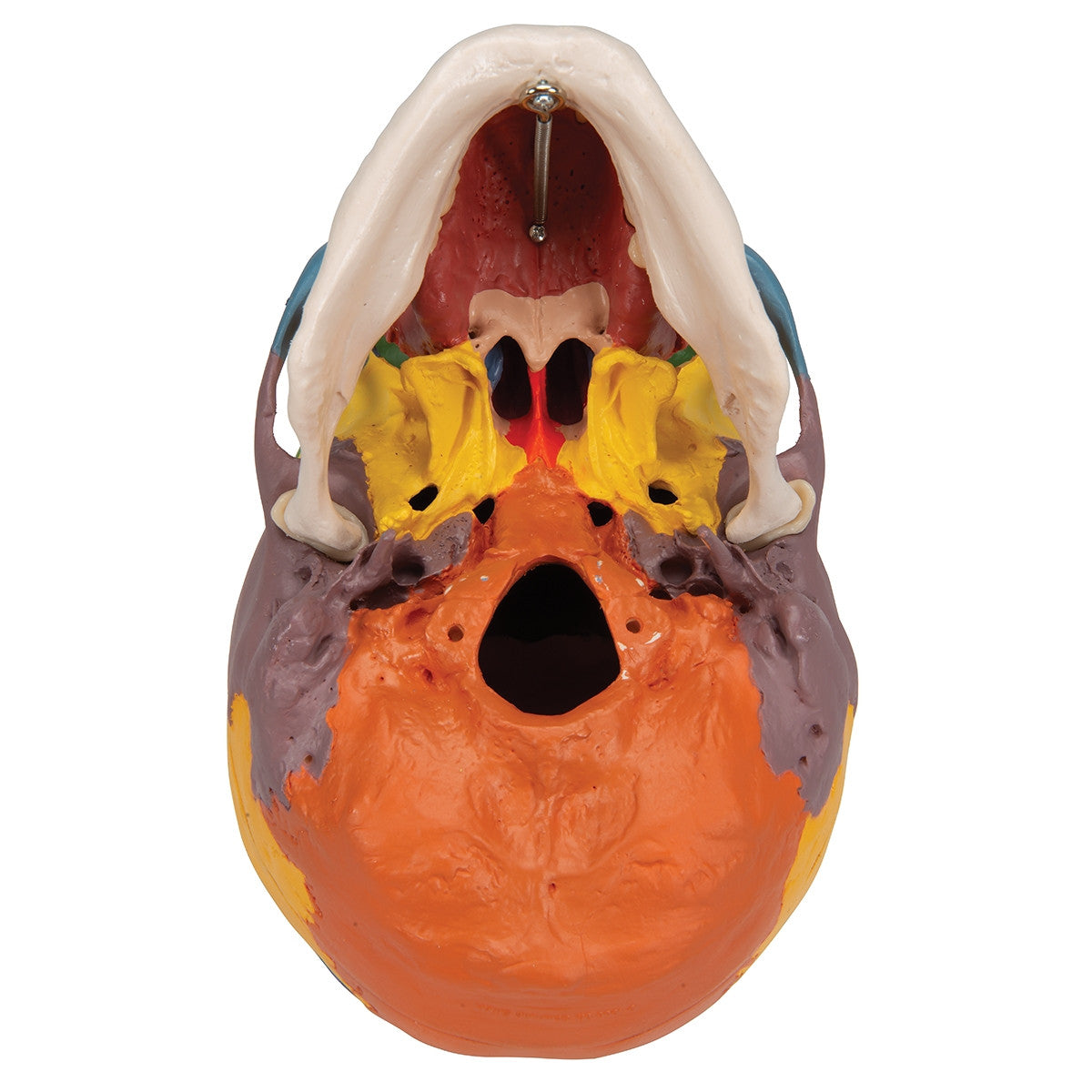 Didactic Skull Model on Cervical Spine (4 part)