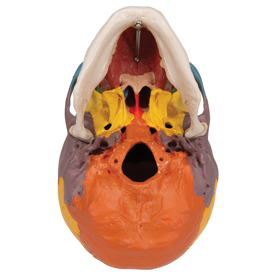Didactic Skull Model on Cervical Spine (4 part)