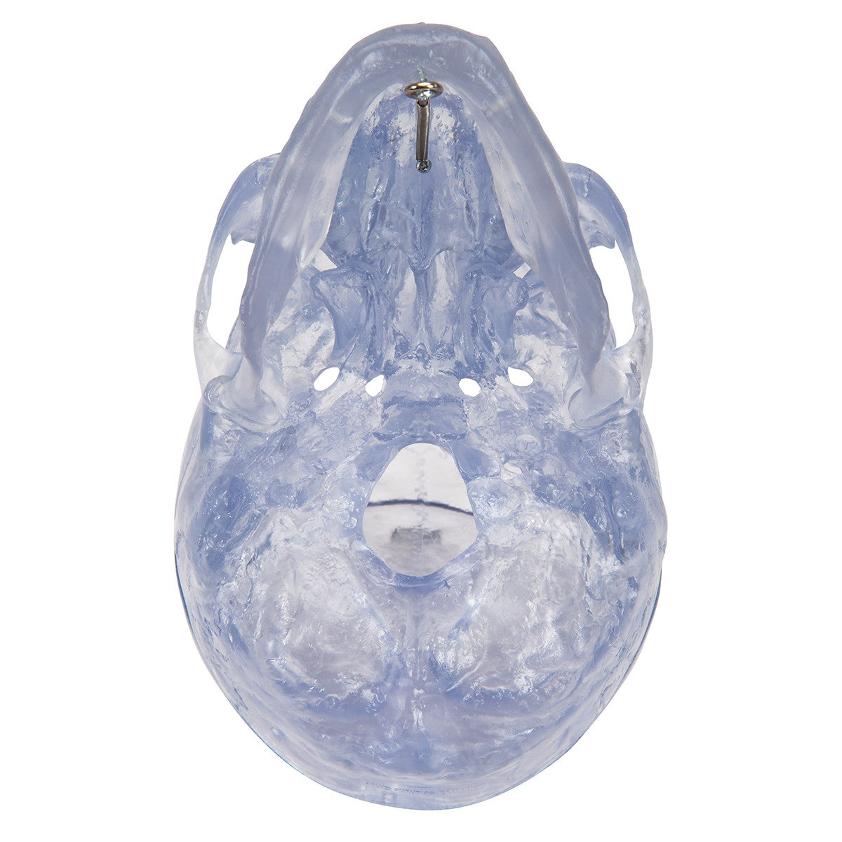 Transparent Skull Model (3 part)
