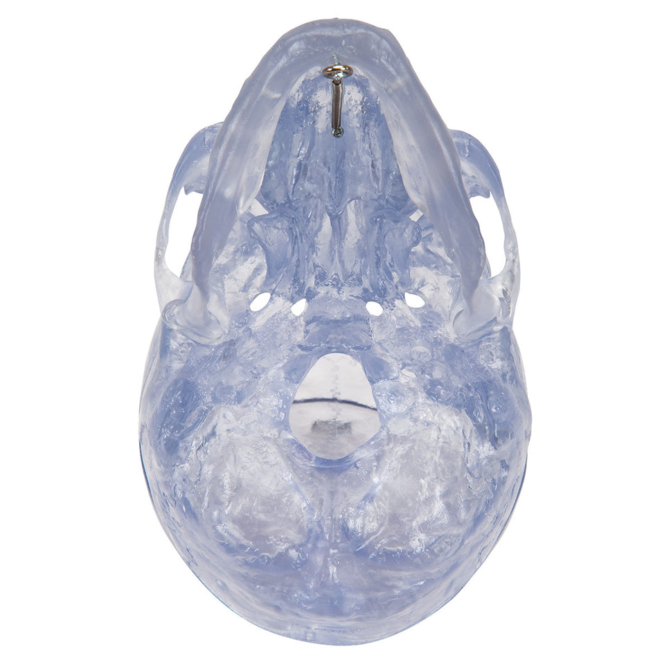 Transparent Skull Model (3 part)