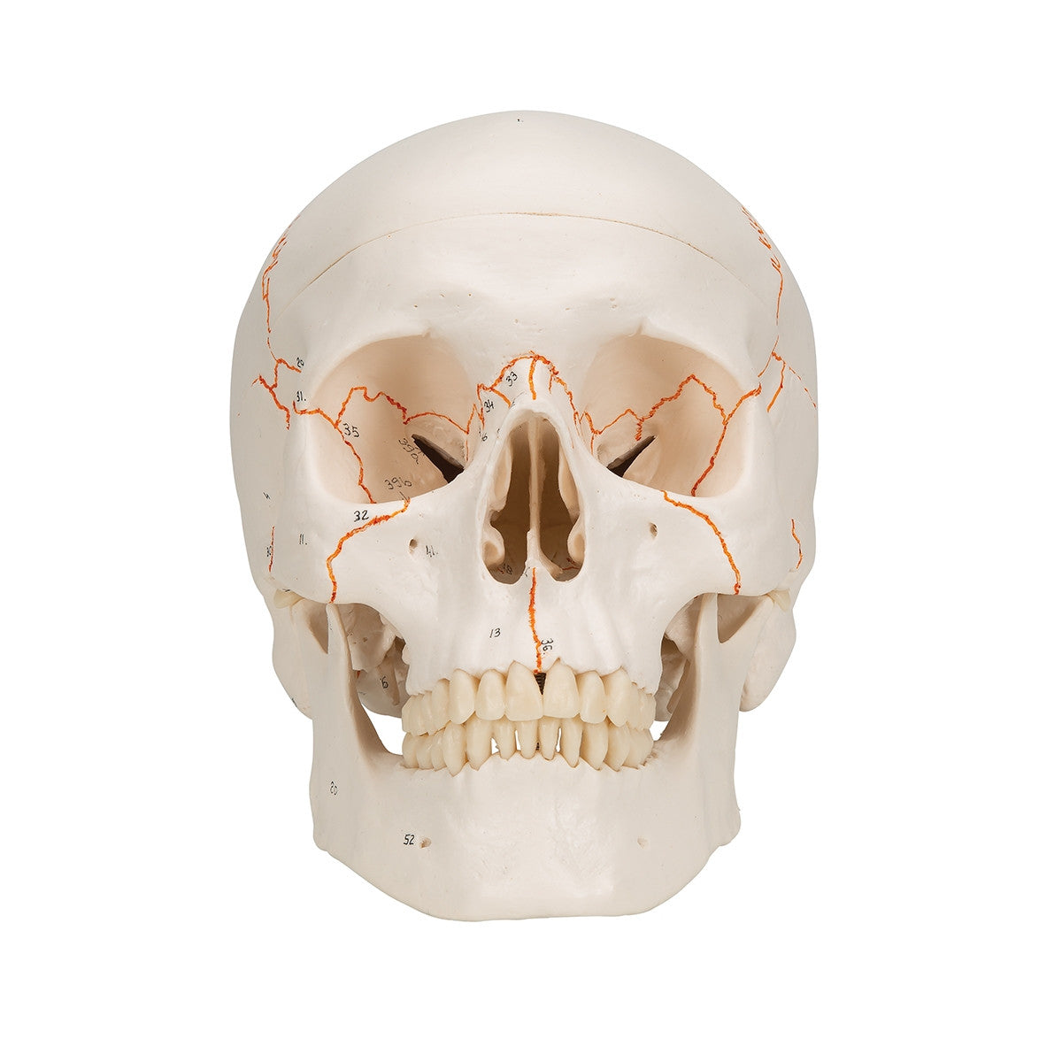 Classic Human Skull