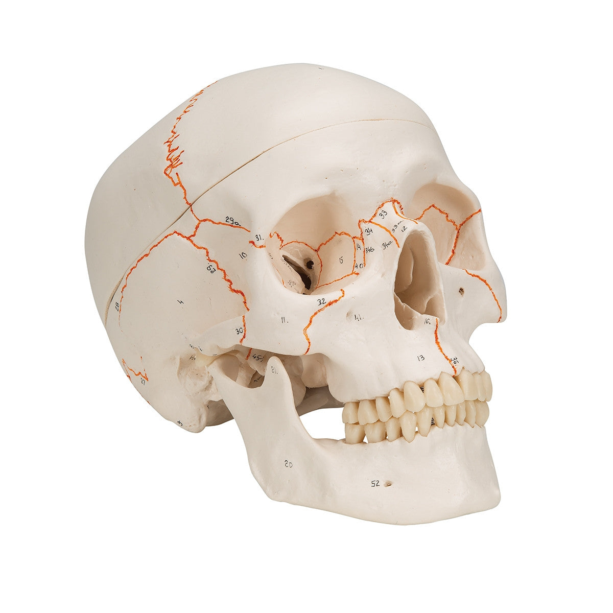 Classic Human Skull
