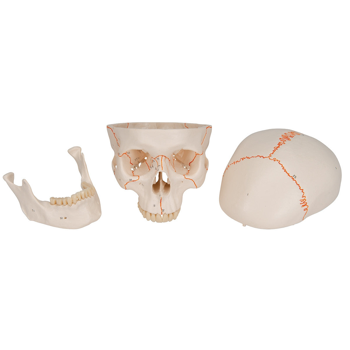 Classic Human Skull