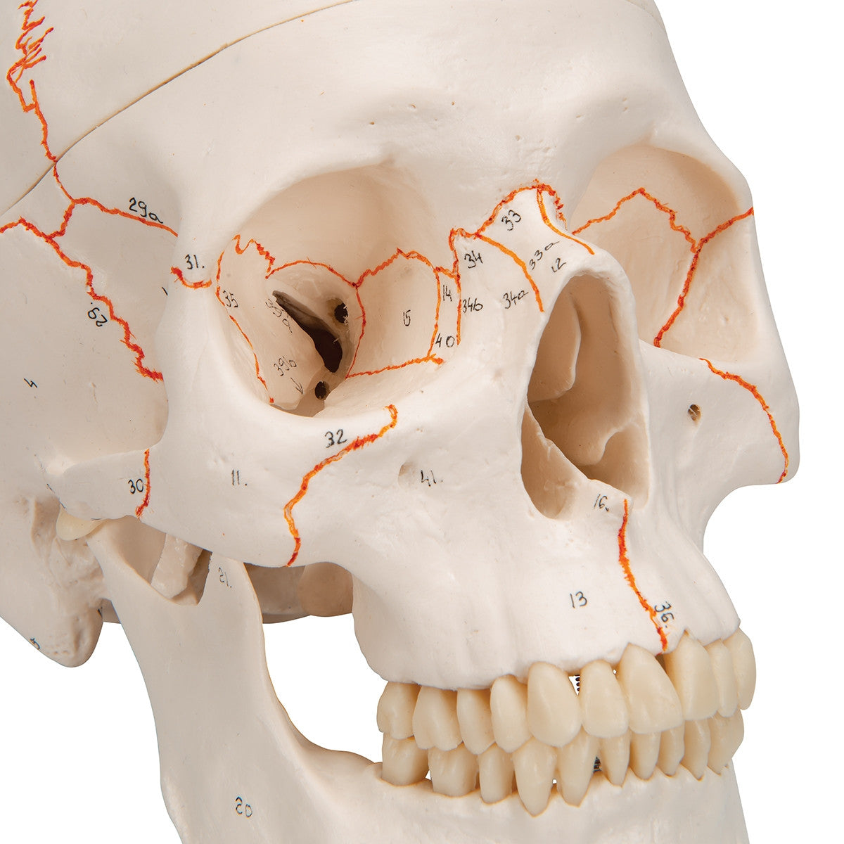 Classic Human Skull