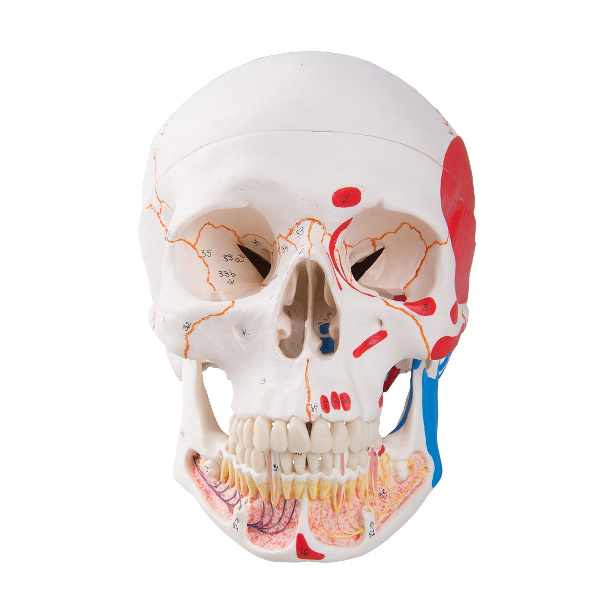 Classic Painted Skull Model with Opened Lower Jaw (3 part)