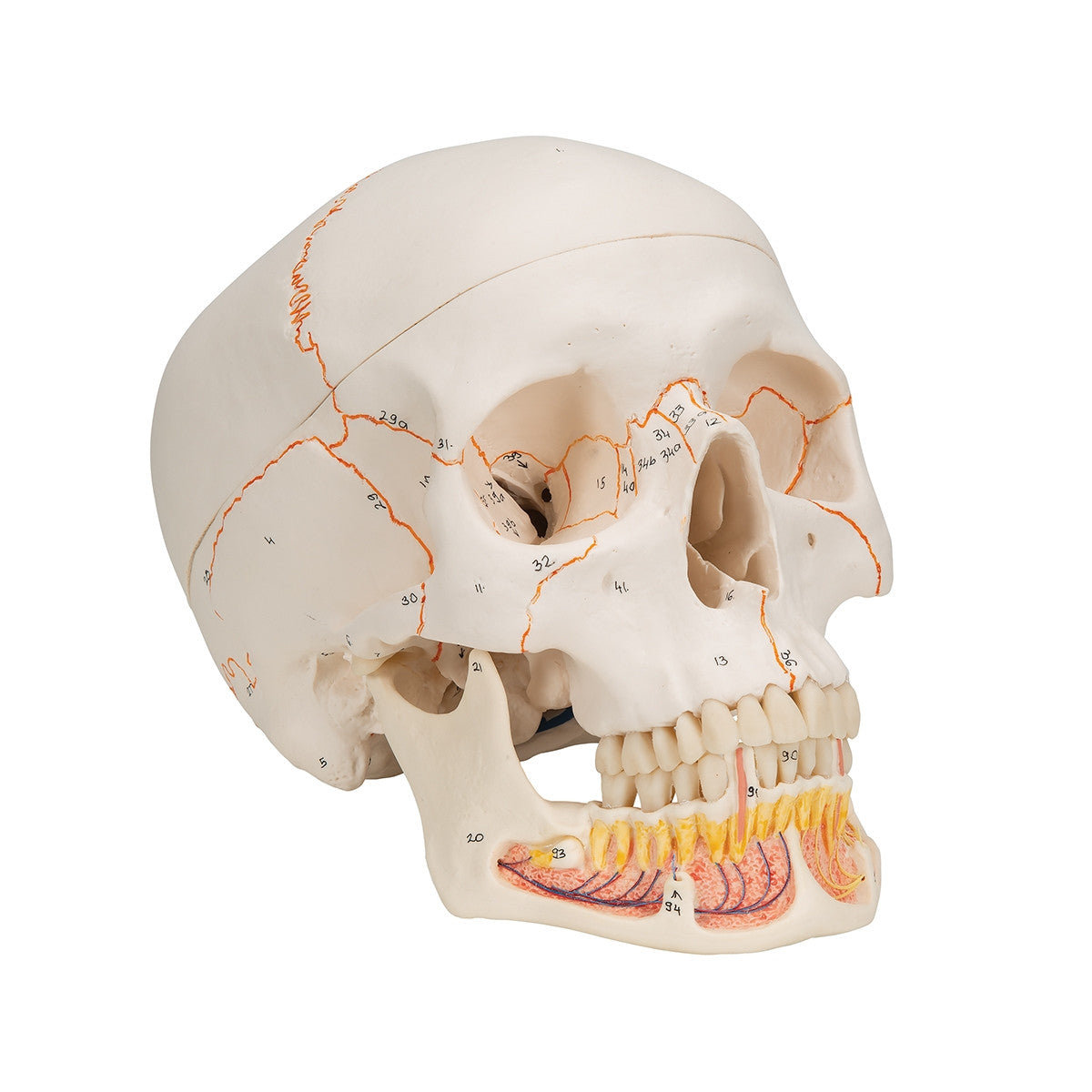 Classic Skull Model with Opened Lower Jaw (3 part)