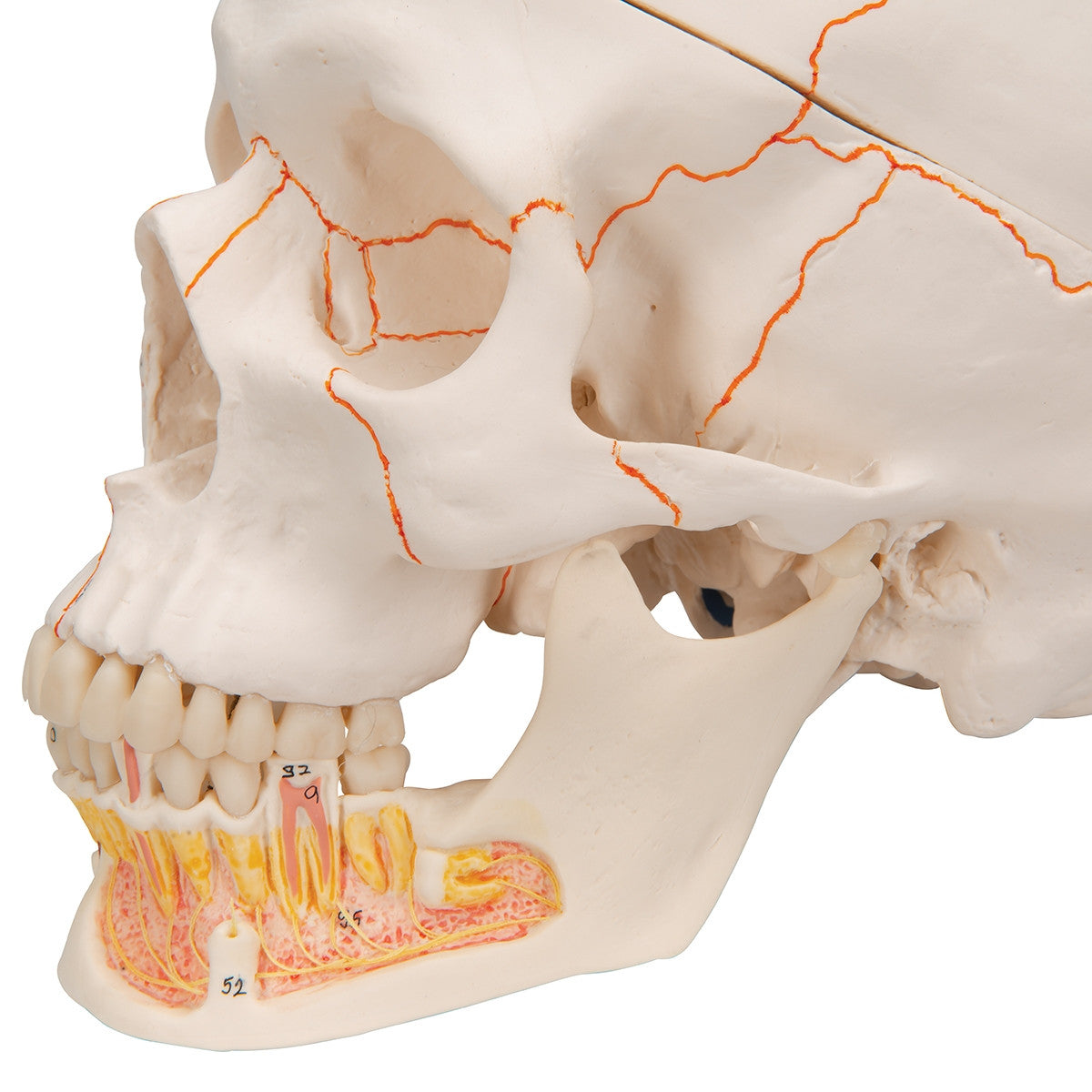 Classic Skull Model with Opened Lower Jaw (3 part)