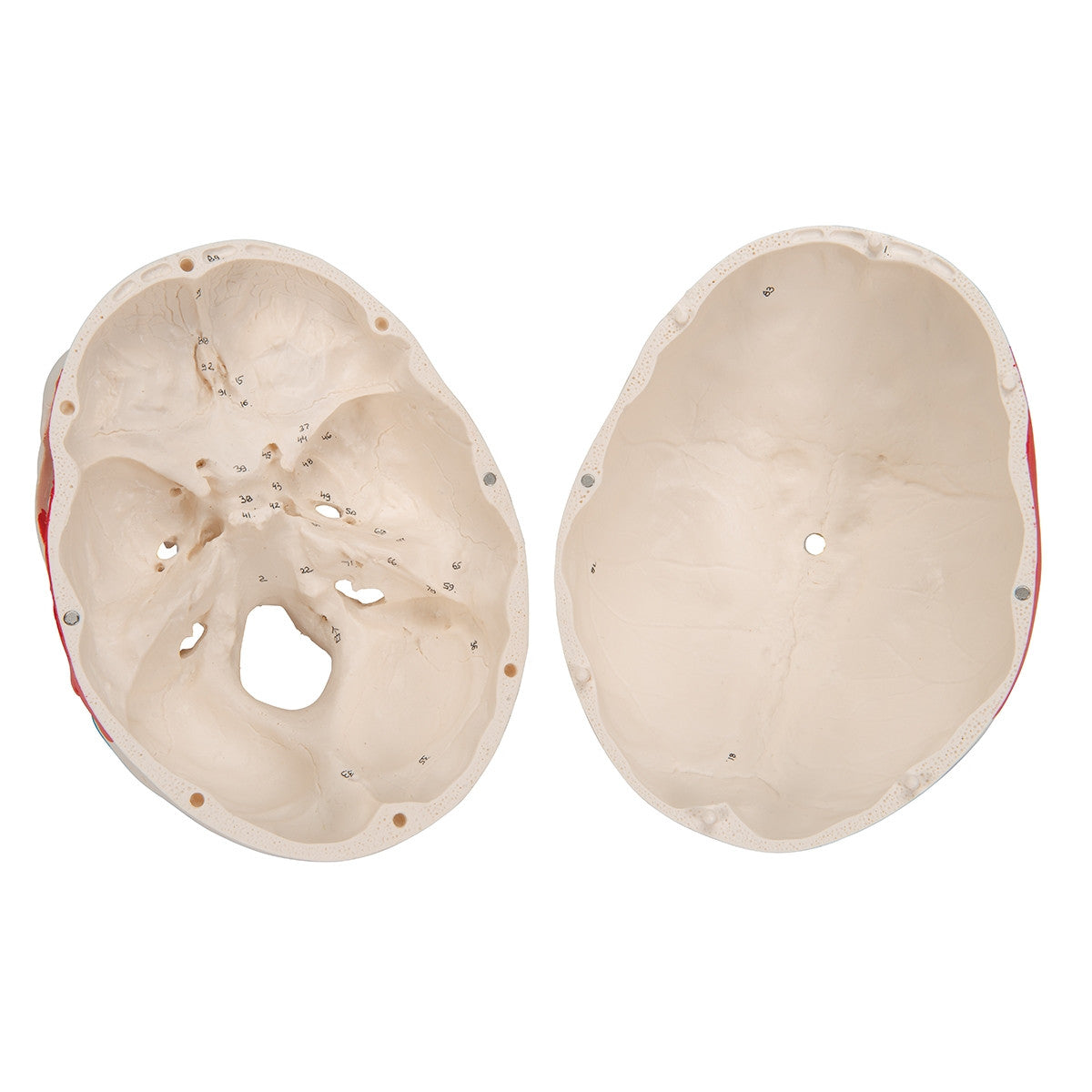 Classic Skull Model with Painted Musculature (3 part)