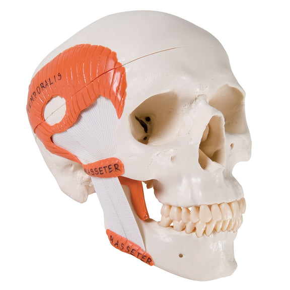 TMJ Skull Model with Muscles 1020169 A24 | Temporal Mandibular Joint ...