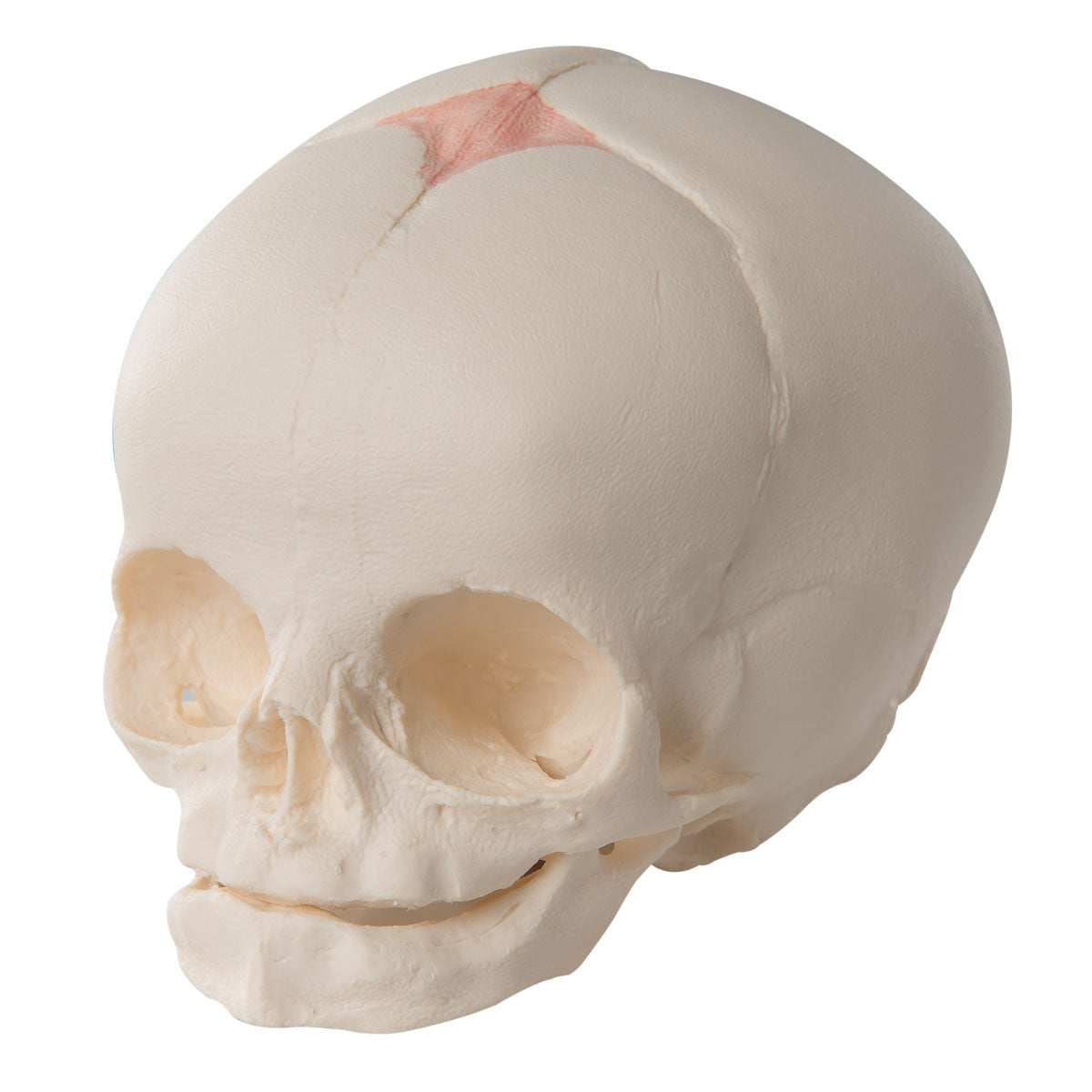 Foetal Skull Model (30th week)