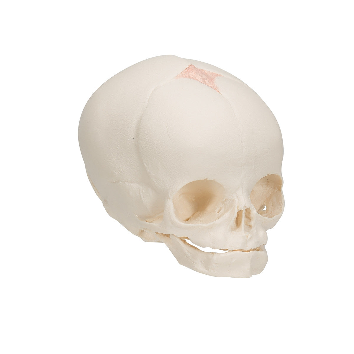 Foetal Skull Model (30th week)
