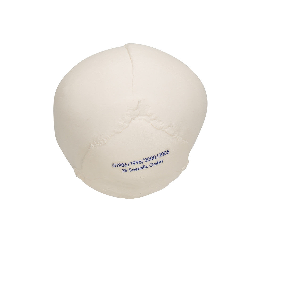 Foetal Skull Model (30th week)