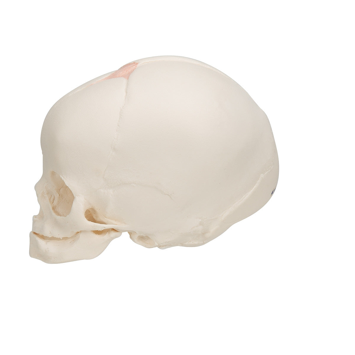 Foetal Skull Model (30th week)