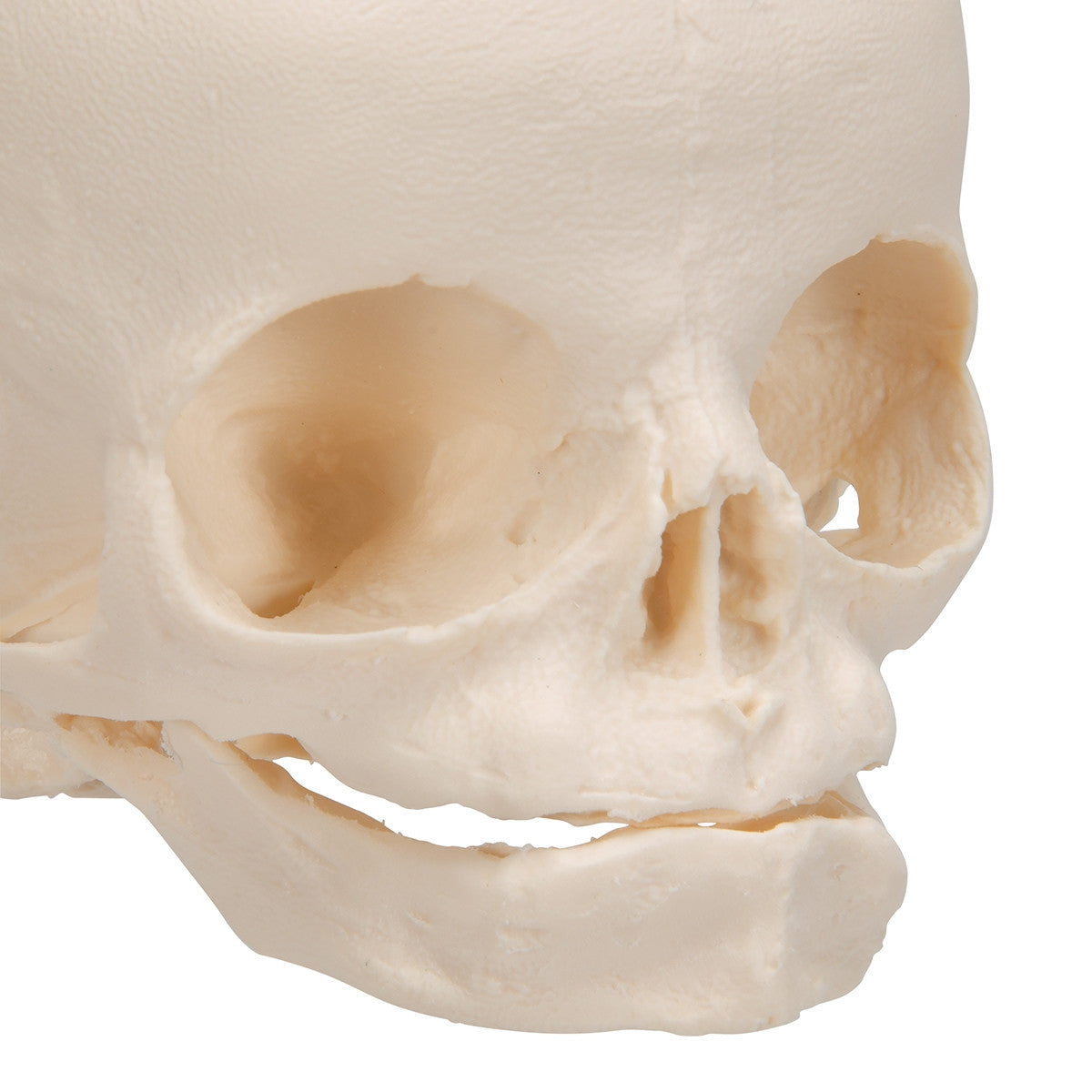 Foetal Skull Model (30th week)
