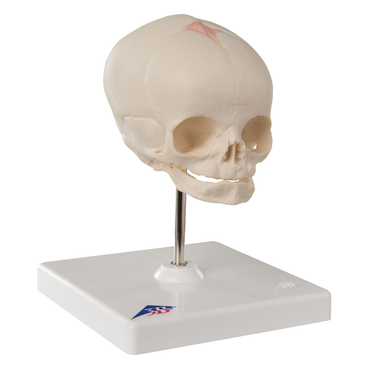 Foetal Skull Model on Stand (30th week)